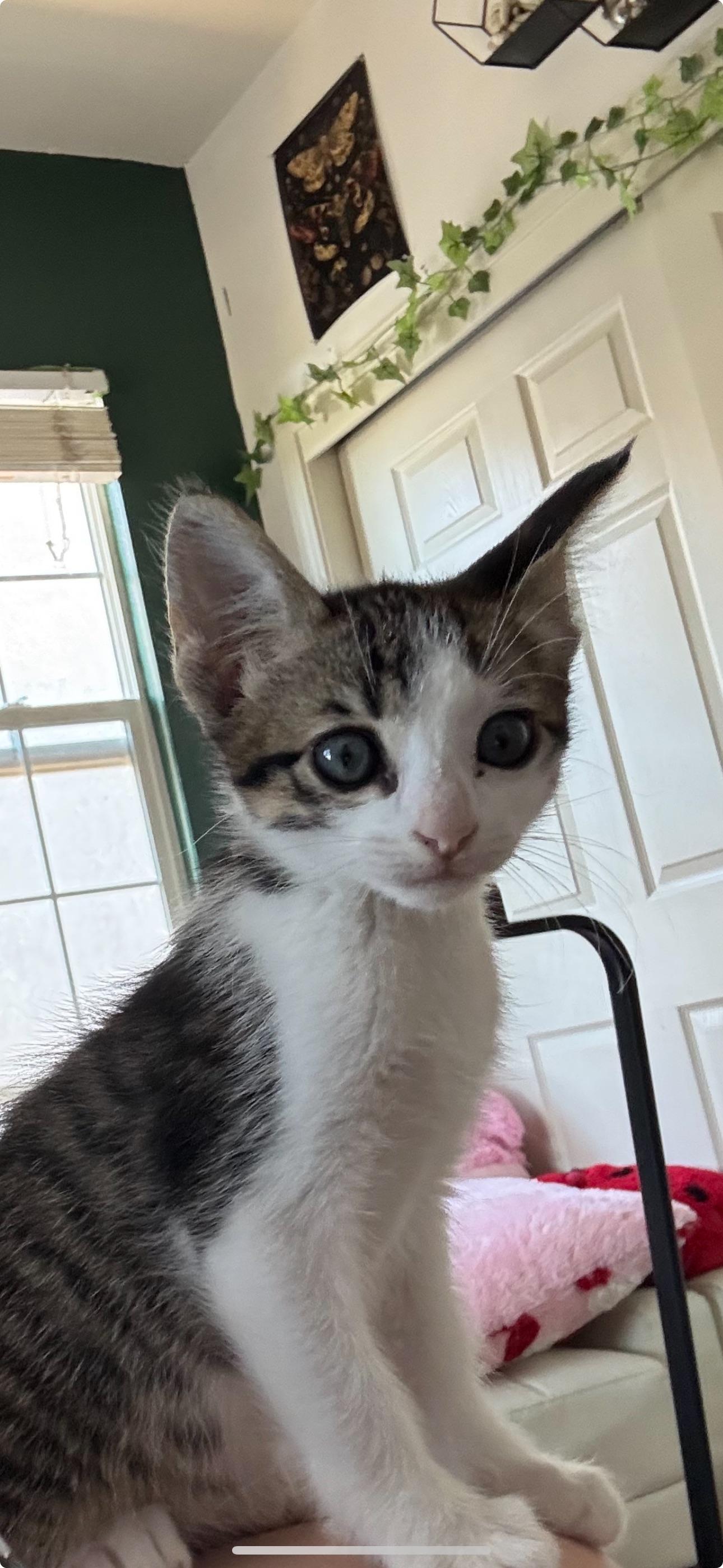 Mars, adopted, Kitten Male Domestic Short Hair & Tabby.