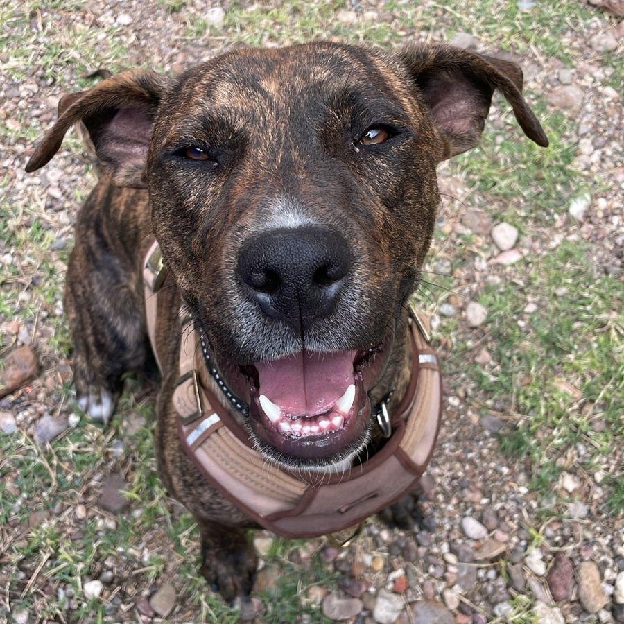 Enlarge Colt, an adopted mixed breed in Austin, TX image 3/5