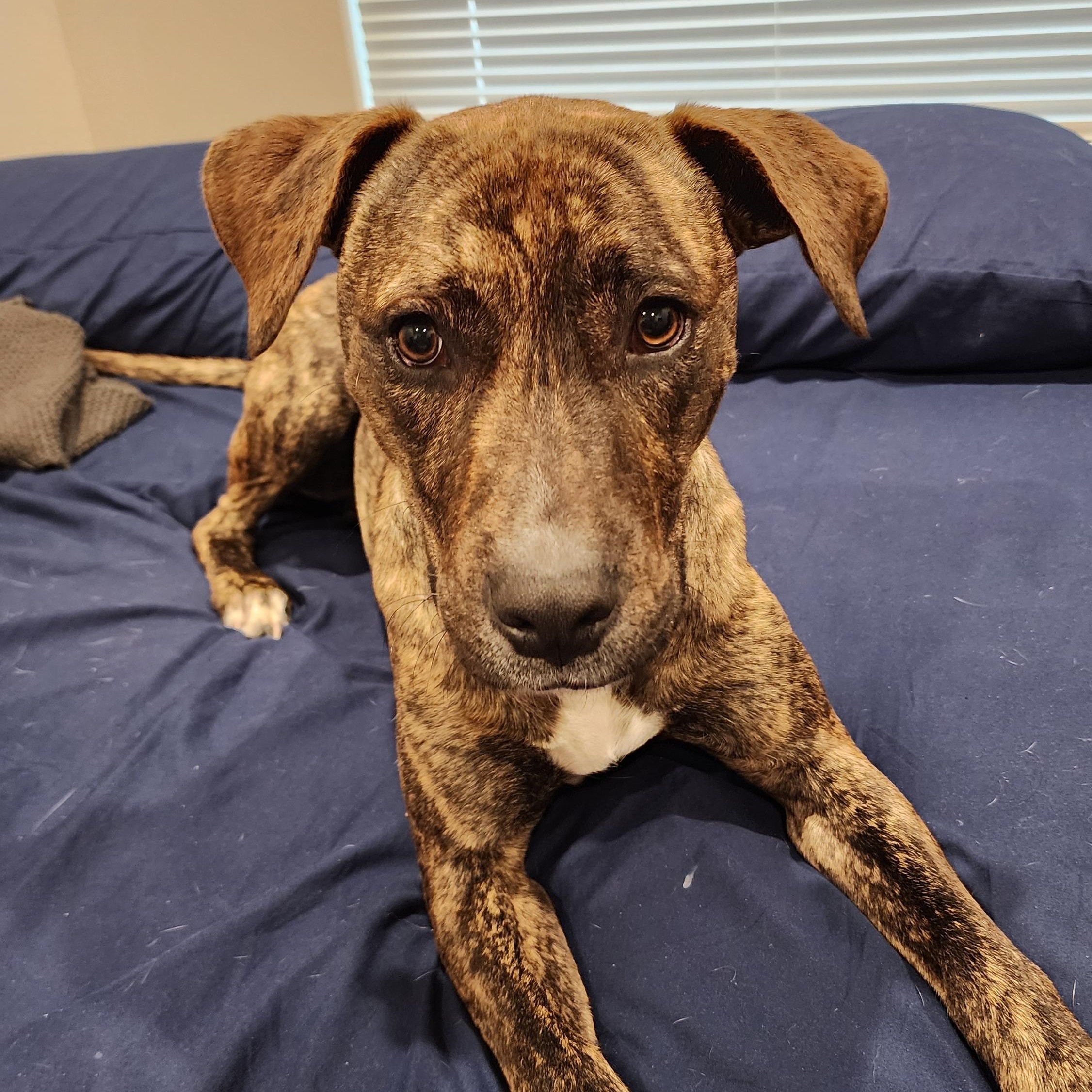 Enlarge Colt, an adopted mixed breed in Austin, TX image 5/5