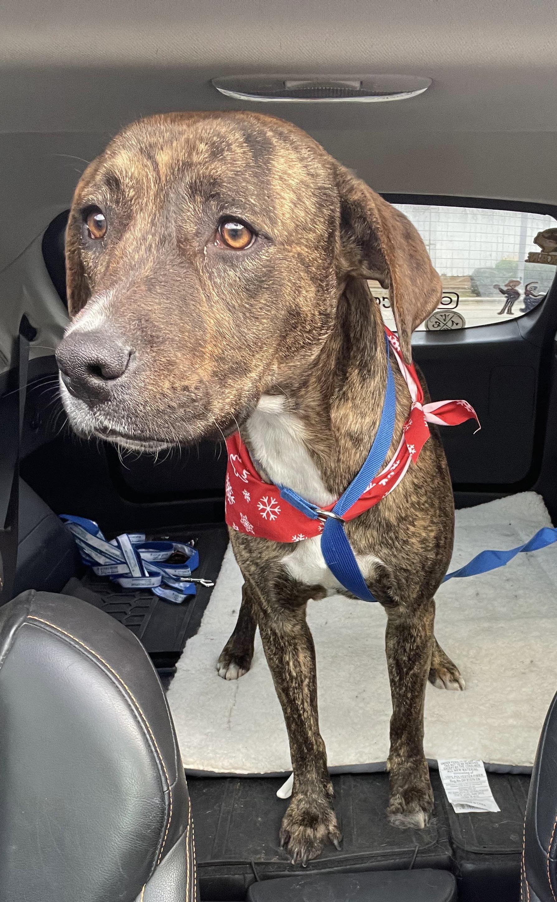 Colt, adopted, Young Male Pit Bull Terrier & Boxer.