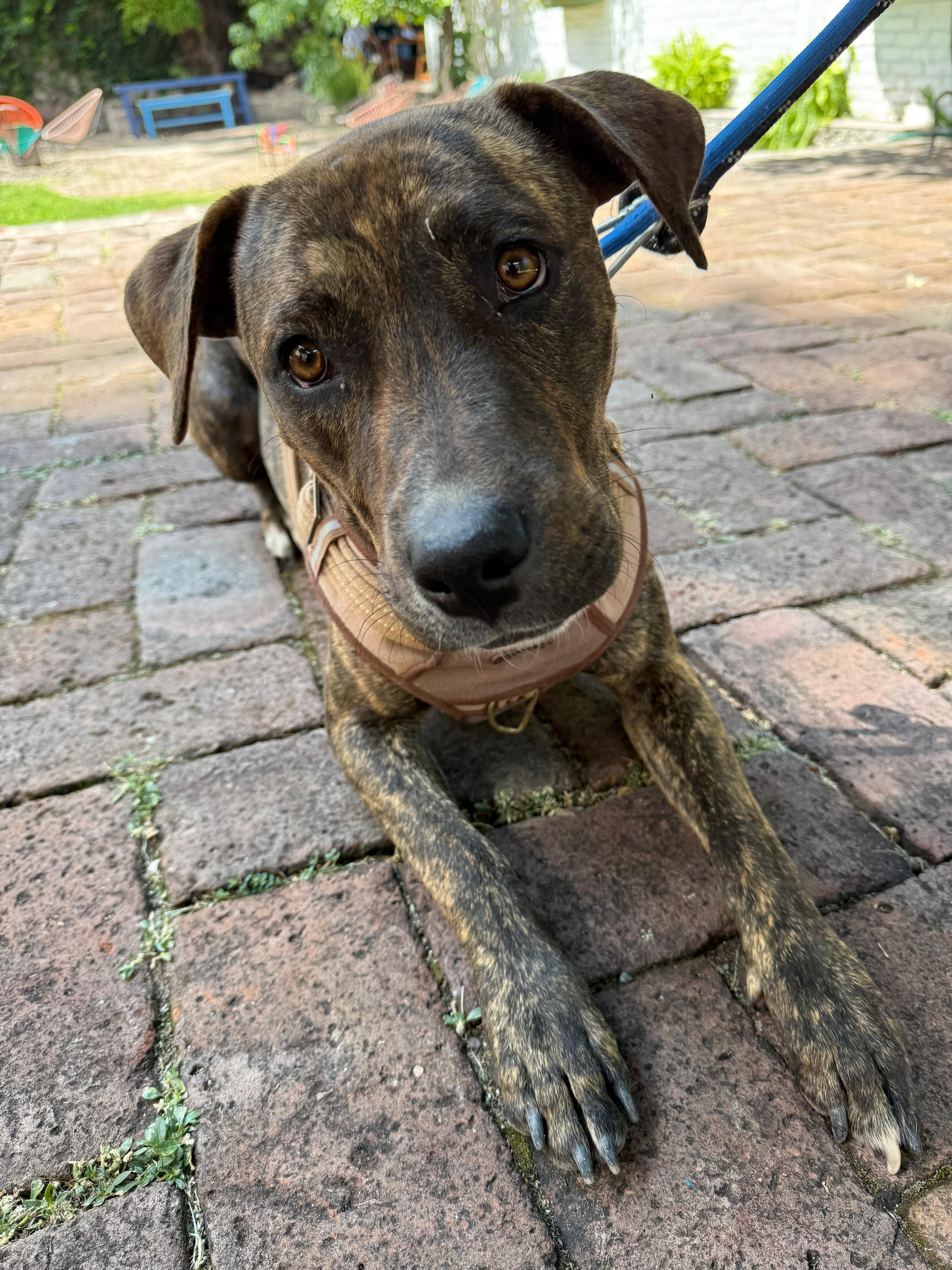 Enlarge Colt, an adopted mixed breed in Austin, TX image 4/5