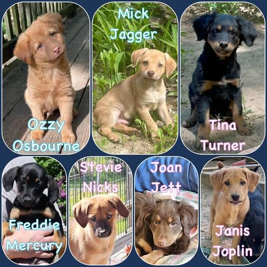 Rockstar Litter - puppies 3 boys 4 girls, adopted, Puppy Female Labrador Retriever & Pomeranian.