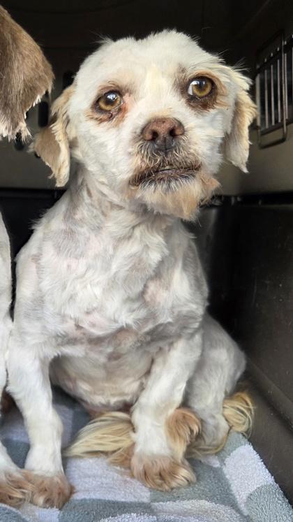 Pebbles, Adoptable, Adult Female Lhasa Apso.
