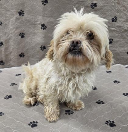 Pebbles, Adoptable, Adult Female Lhasa Apso.