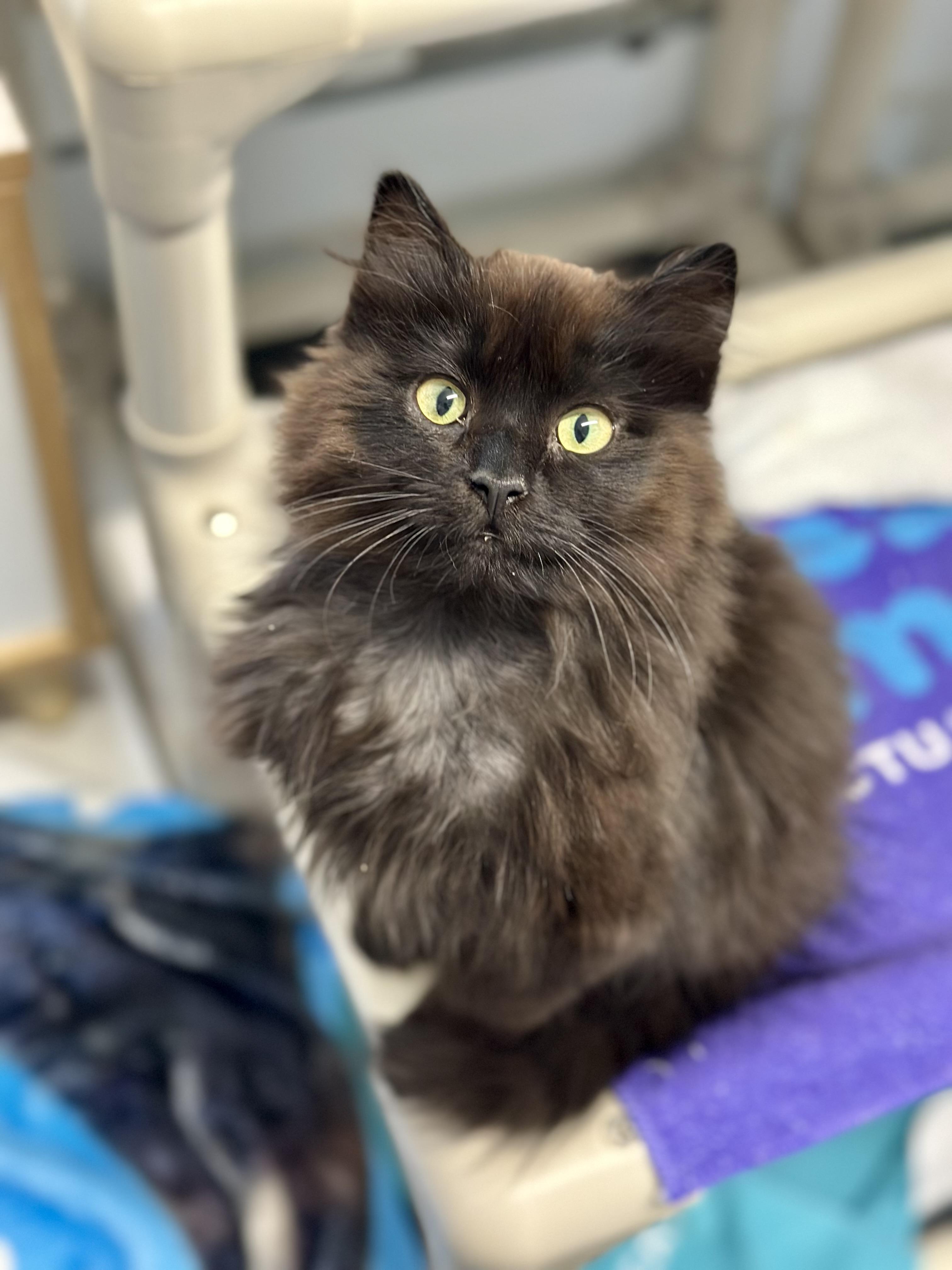 Enlarge Puff, an adopted Domestic Long Hair in Faribault, MN image 1/4