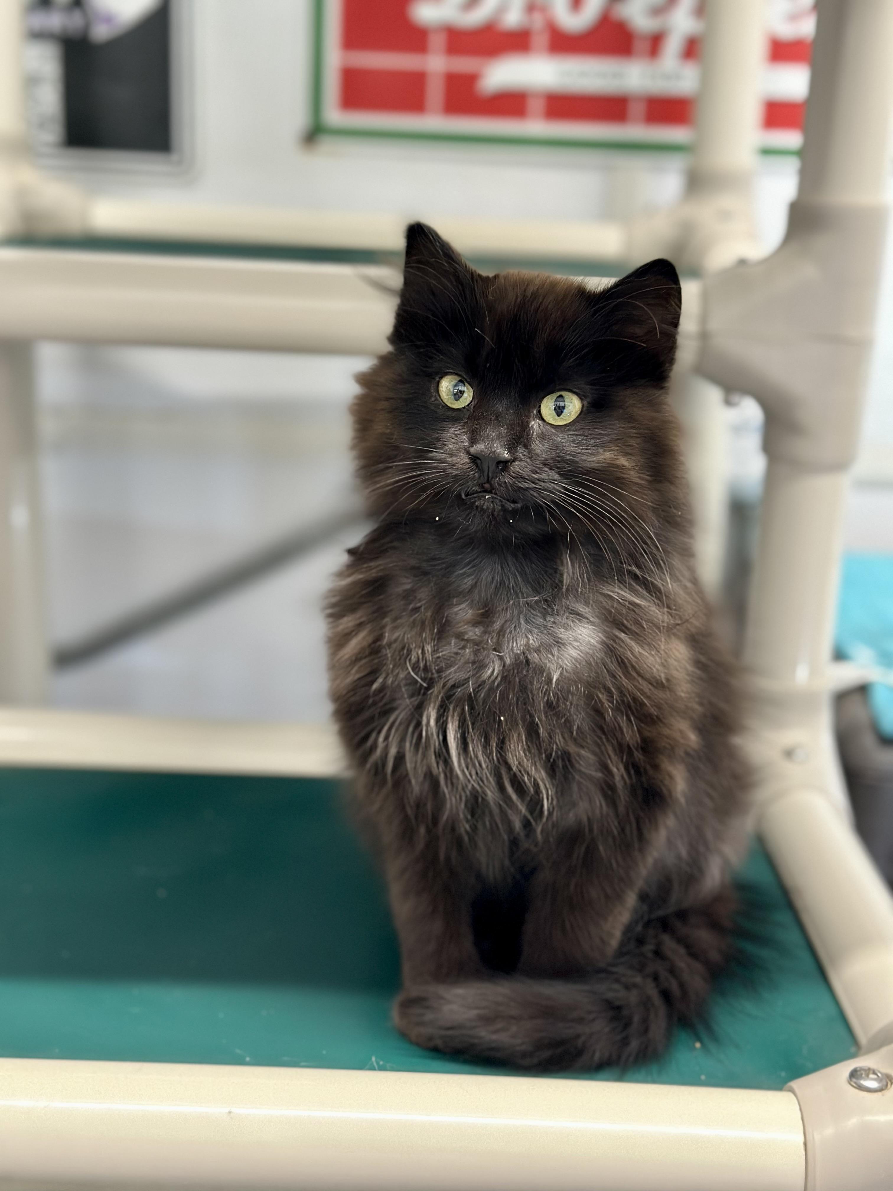 Enlarge Puff, an adopted Domestic Long Hair in Faribault, MN image 4/4