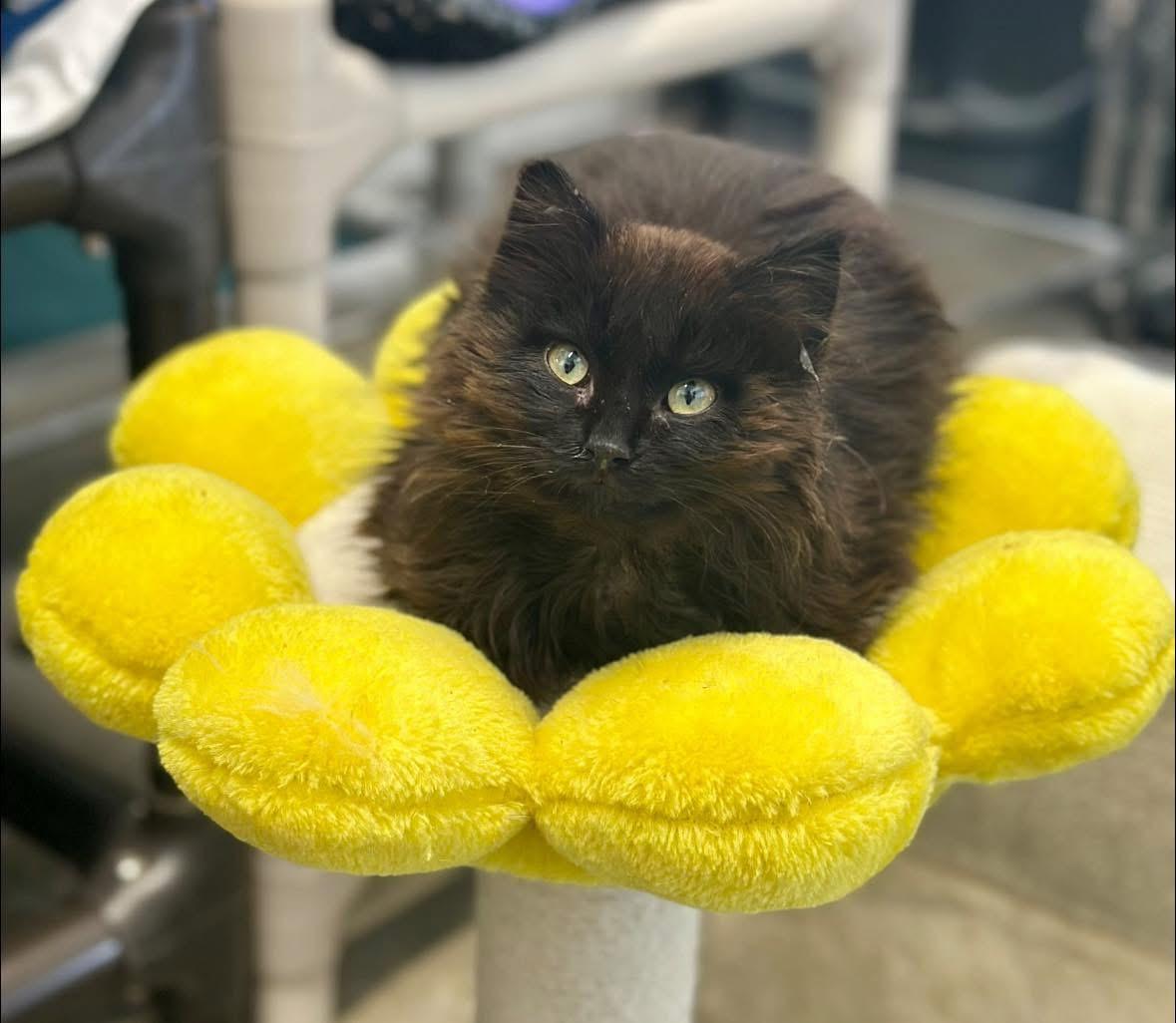 Enlarge Puff, an adopted Domestic Long Hair in Faribault, MN image 2/4