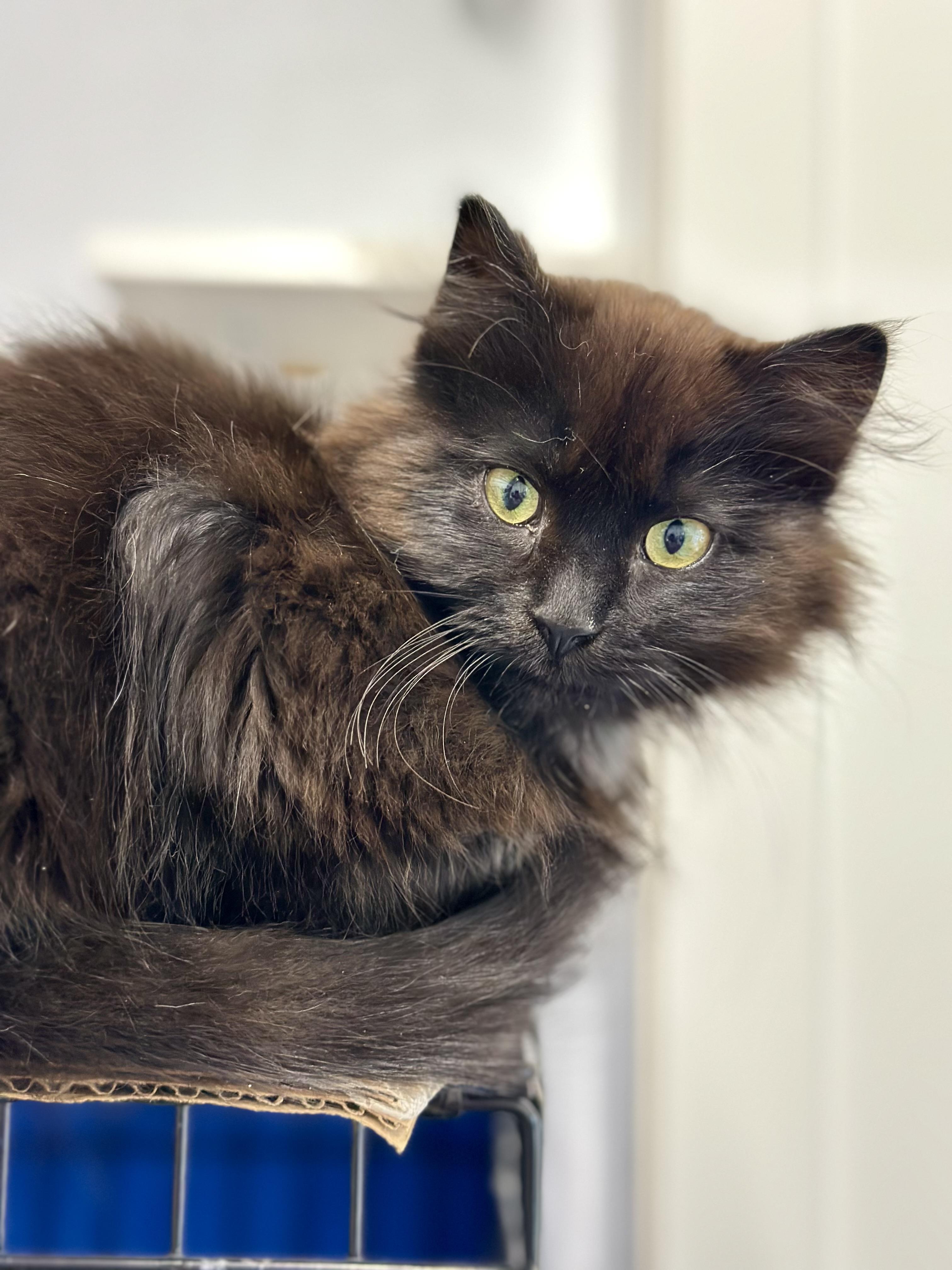 Enlarge Puff, an adopted Domestic Long Hair in Faribault, MN image 3/4