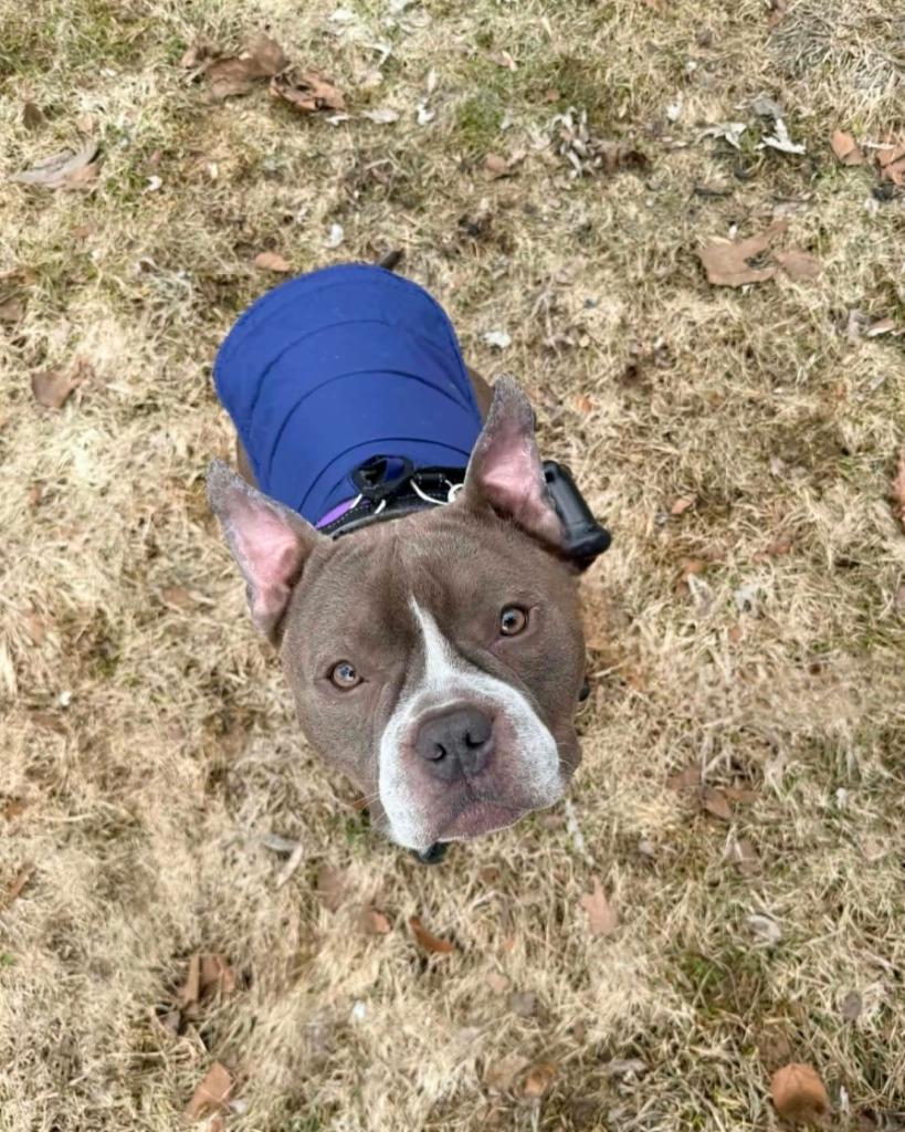 Picasso, Adoptable, Adult Male French Bulldog & Mixed Breed.