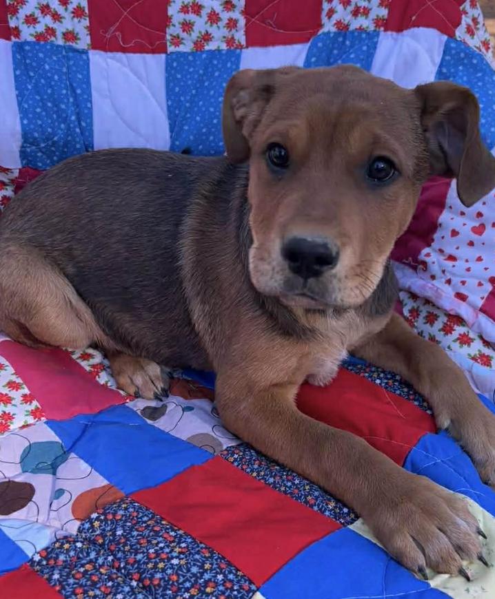 Snoopy Peanuts thumbnail 2