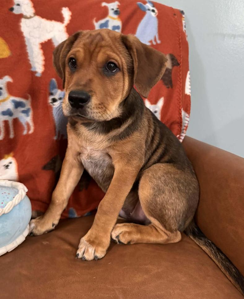 Snoopy Peanuts thumbnail 3