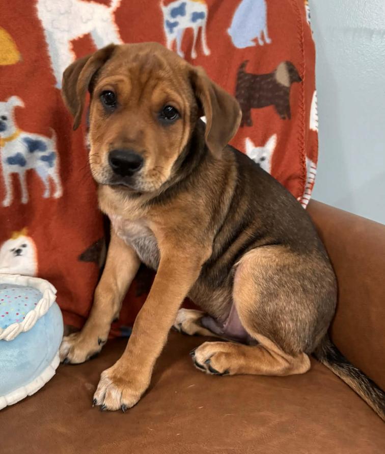 Snoopy Peanuts thumbnail 4