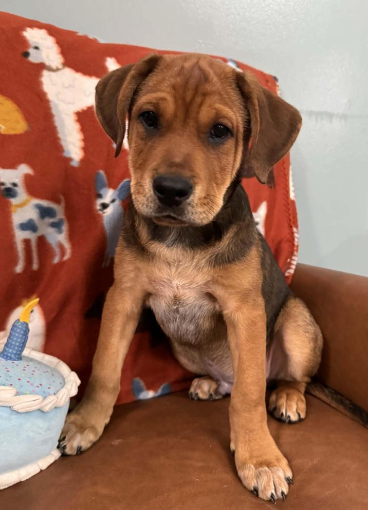 Snoopy Peanuts thumbnail 5