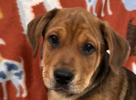 Snoopy Peanuts thumbnail 6