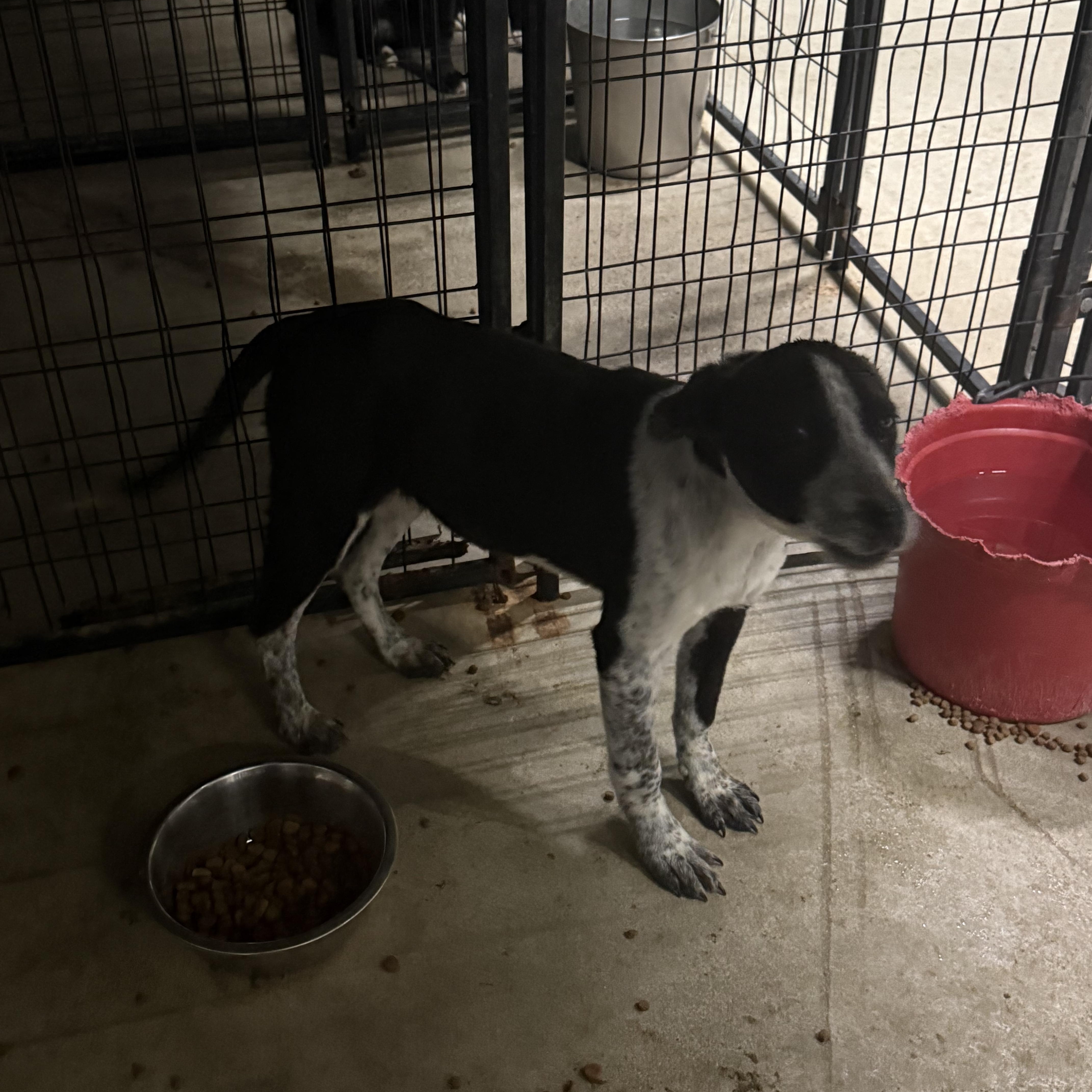 Enlarge Holly, a Adoptable mixed breed in Lewisburg, TN image 1/2