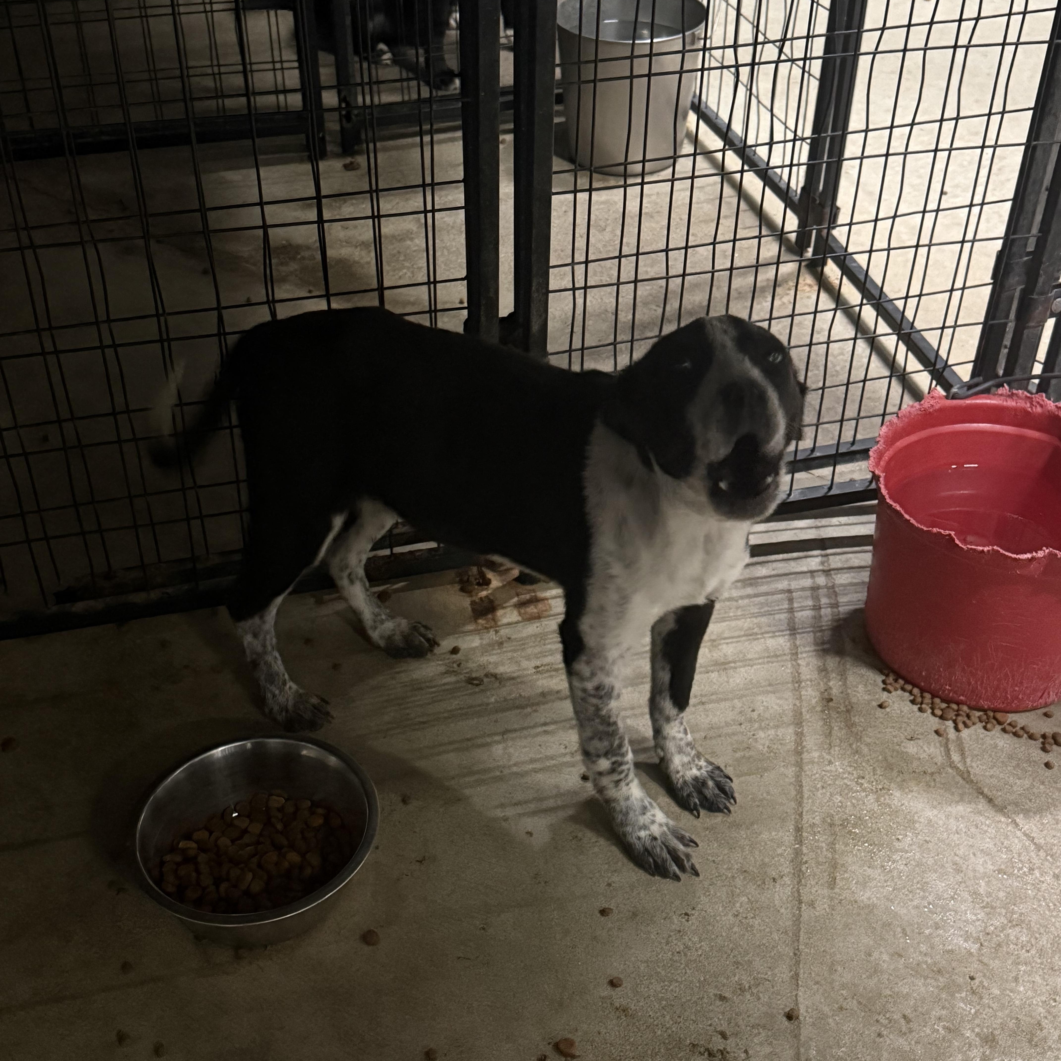 Enlarge Holly, a Adoptable mixed breed in Lewisburg, TN image 2/2