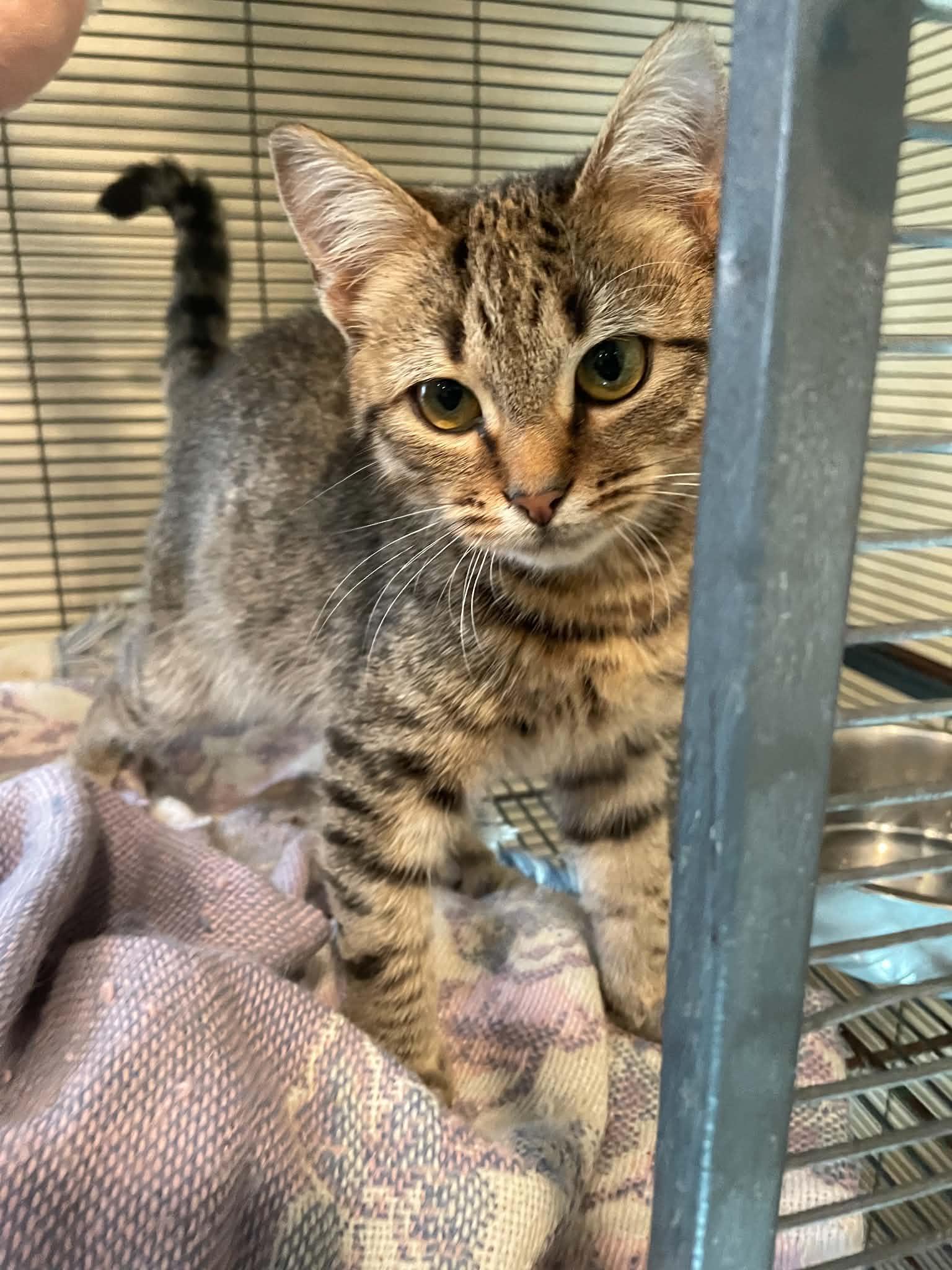 Enlarge Jasper, a ADOPTABLE Domestic Short Hair in Bishopville, SC image 1/1