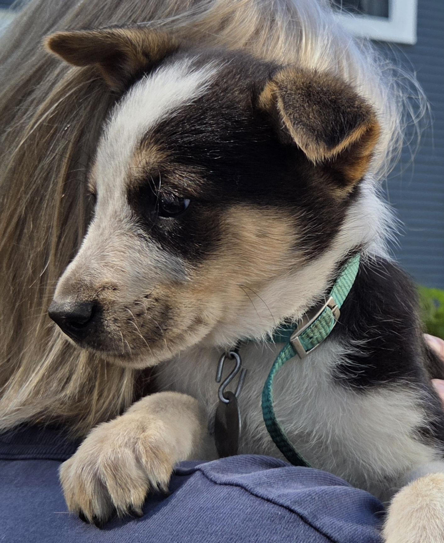 Enlarge Tracker, a Adopted mixed breed in Saint Paul, MN image 1/5