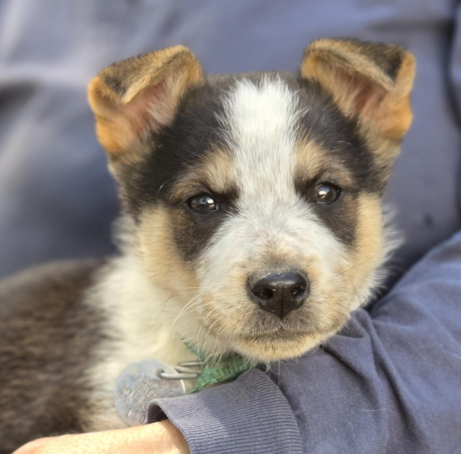 Enlarge Tracker, a Adopted mixed breed in Saint Paul, MN image 3/5