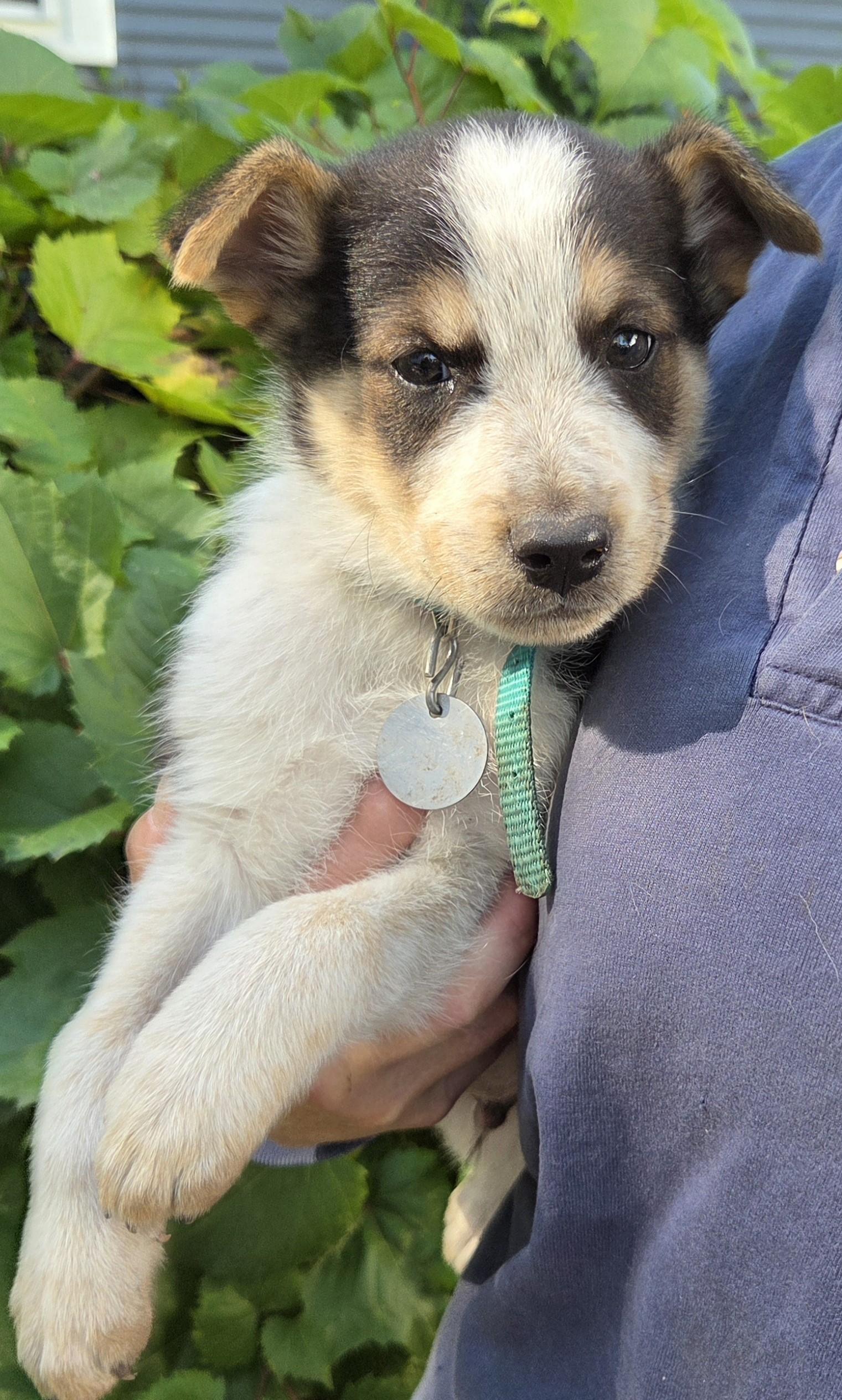Enlarge Tracker, a Adopted mixed breed in Saint Paul, MN image 5/5