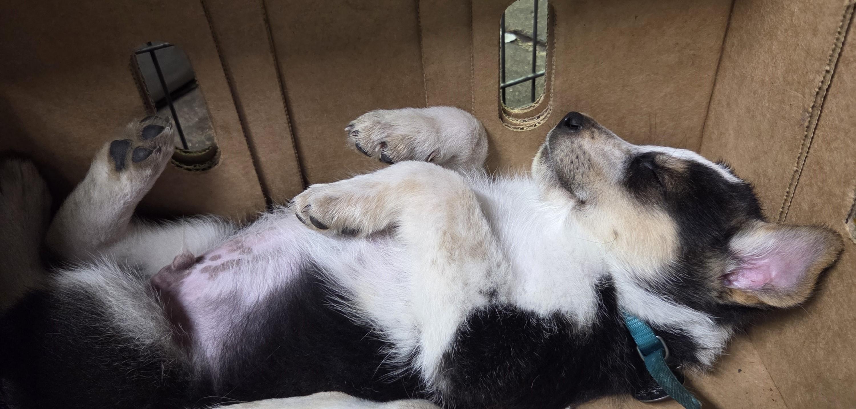Enlarge Tracker, a Adopted mixed breed in Saint Paul, MN image 4/5