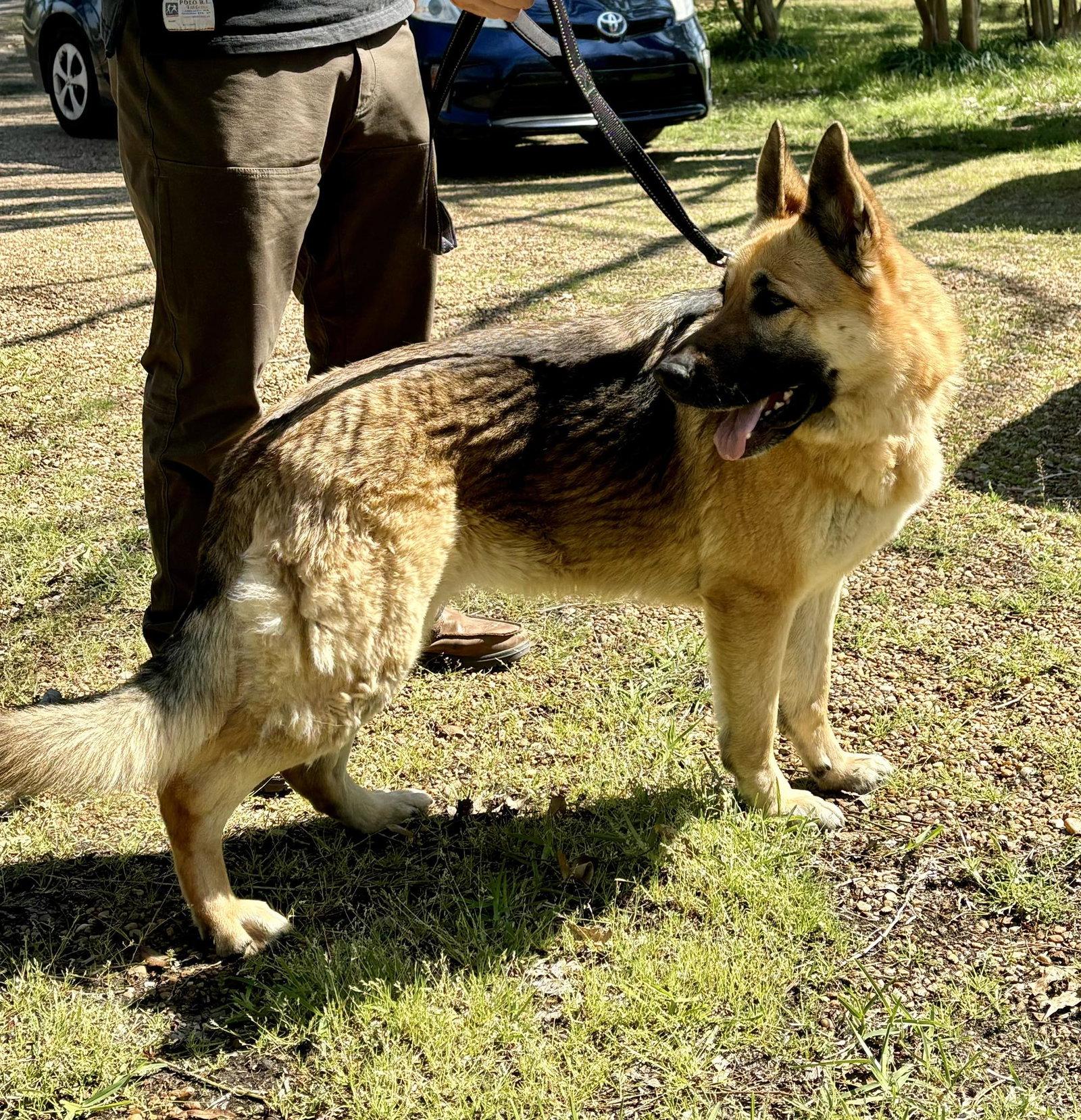 Enlarge Gabby (Bella), a Adoptable German Shepherd Dog in Montgomery, AL image 1/3