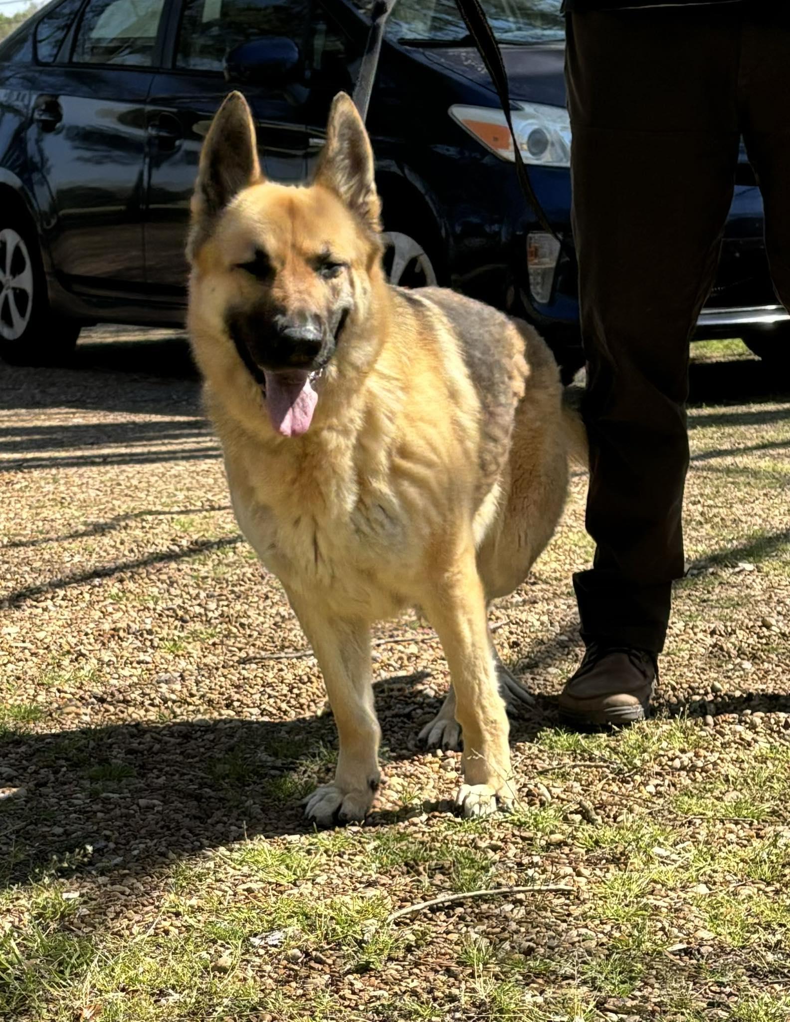 Enlarge Gabby (Bella), a Adoptable German Shepherd Dog in Montgomery, AL image 2/3