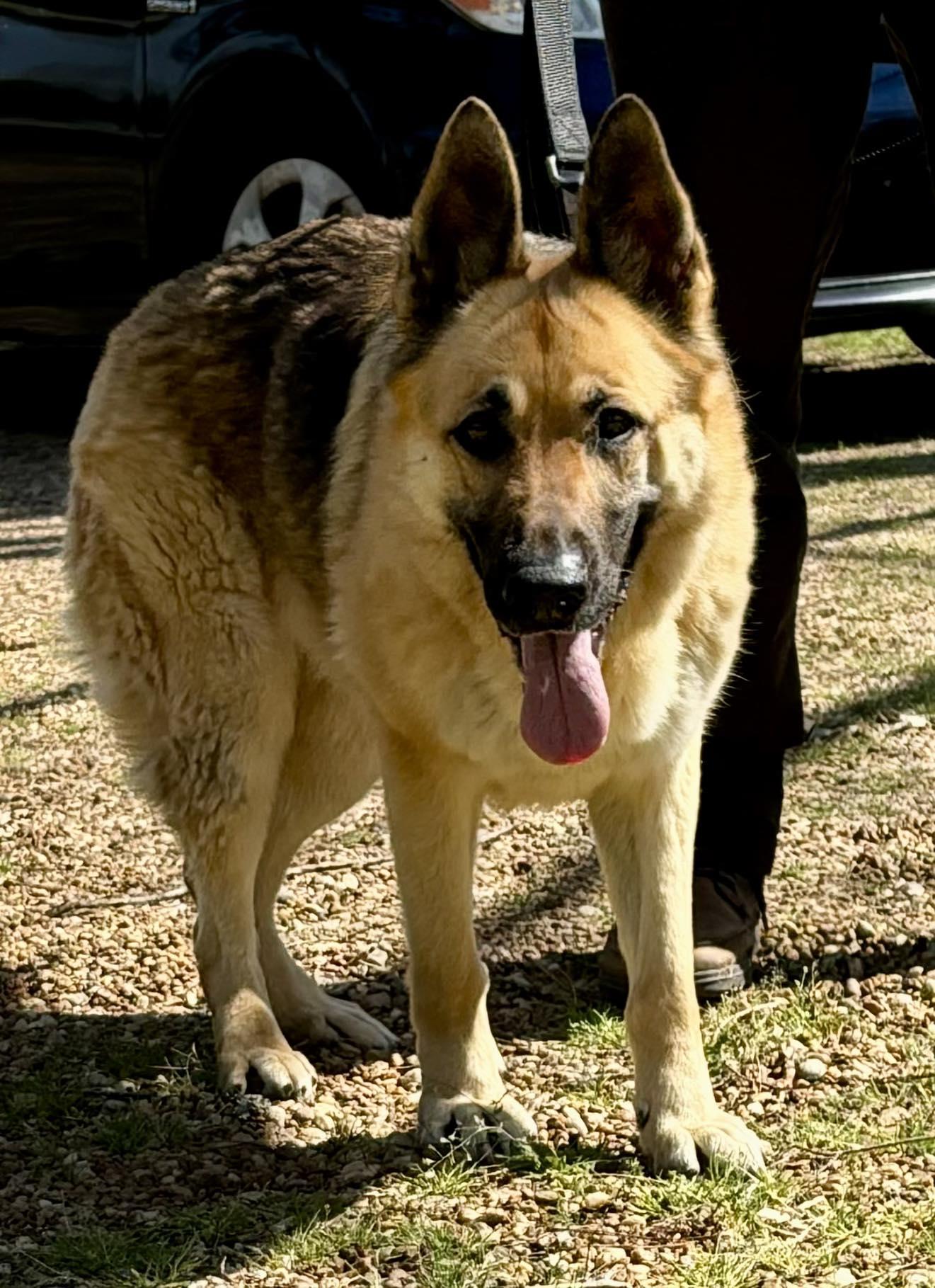 Enlarge Gabby (Bella), a Adoptable German Shepherd Dog in Montgomery, AL image 3/3