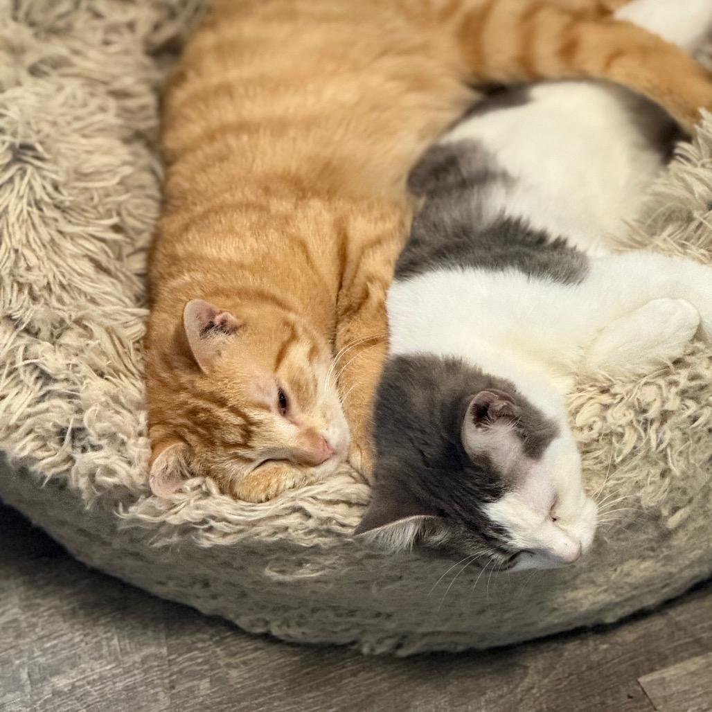 Oliver, Adoptable, Young Male Domestic Short Hair.