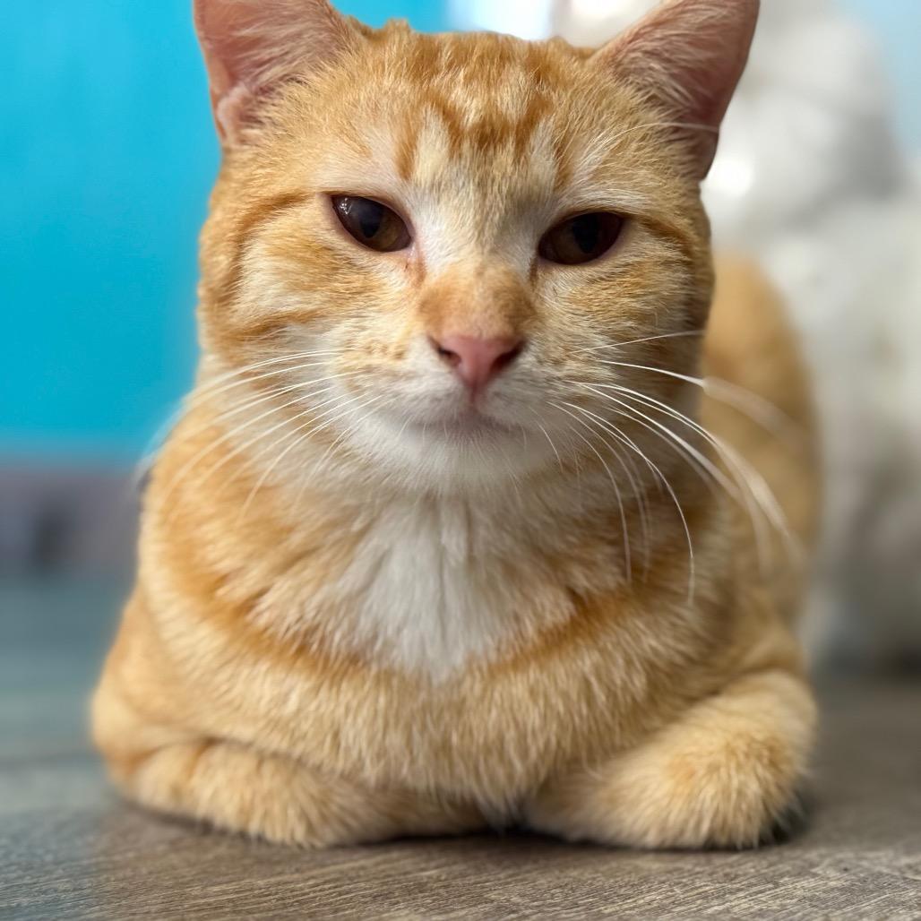 Oliver, a Adoptable Domestic Short Hair in Chariton, IA image 2/6