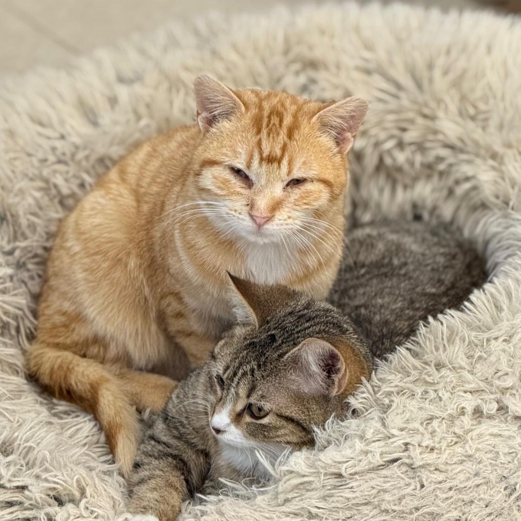 Oliver, a Adoptable Domestic Short Hair in Chariton, IA image 3/6