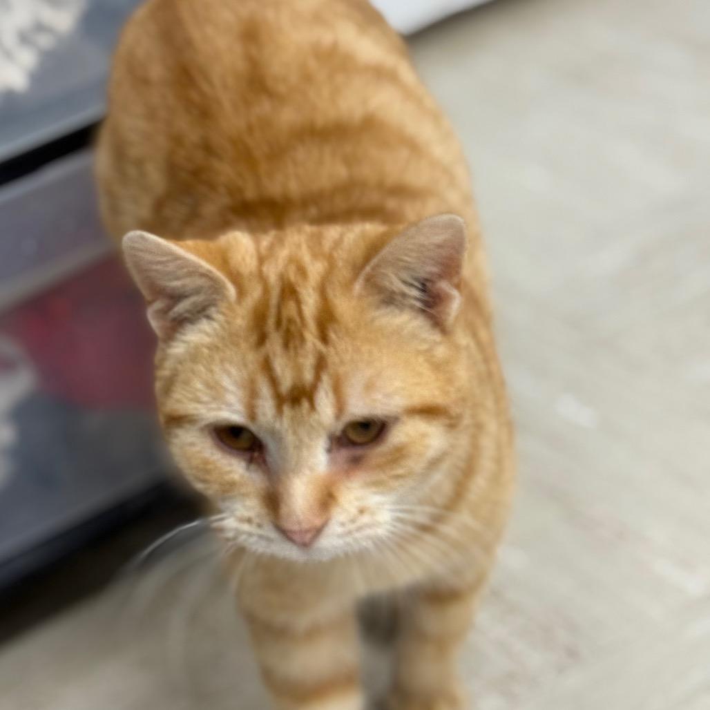 Oliver, a Adoptable Domestic Short Hair in Chariton, IA image 4/6