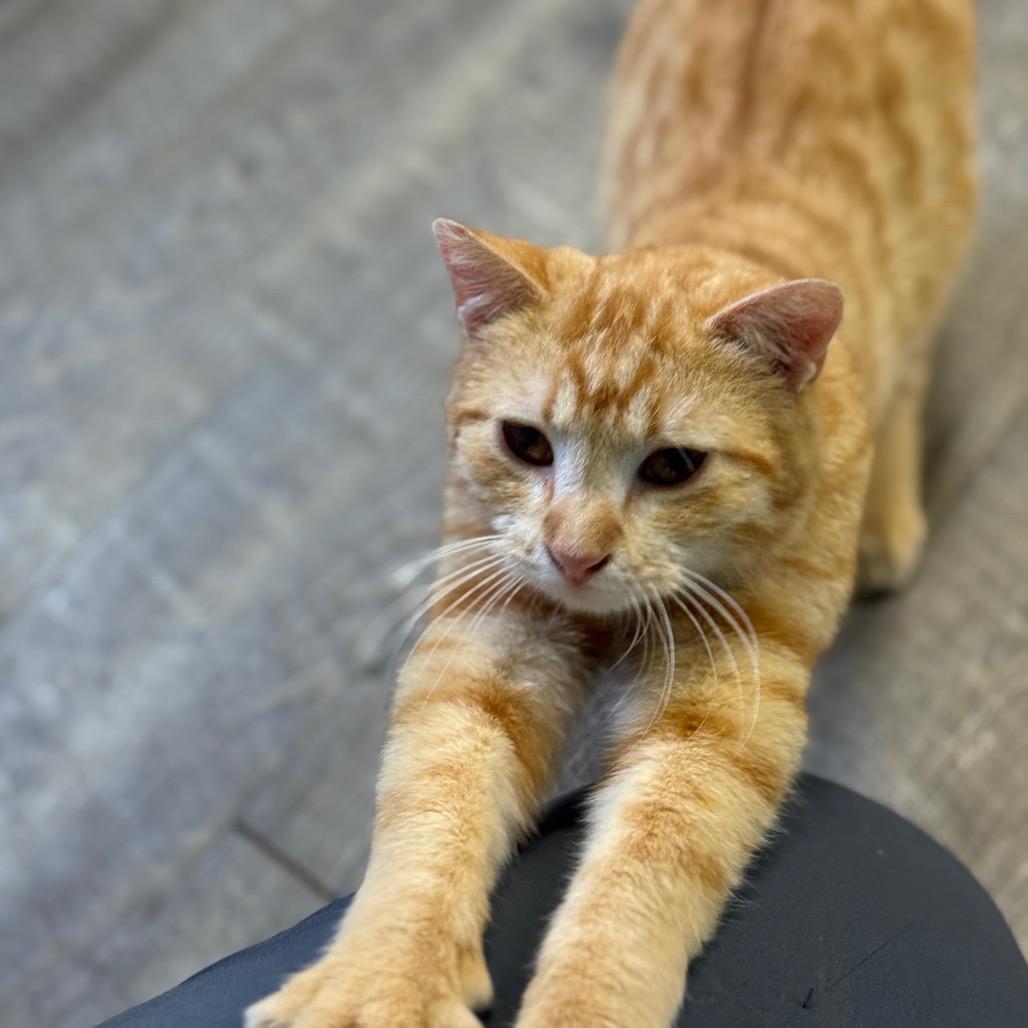 Oliver, a Adoptable Domestic Short Hair in Chariton, IA image 5/6