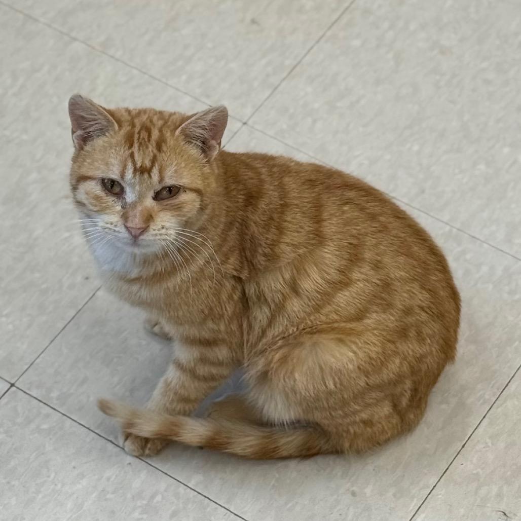 Oliver, a Adoptable Domestic Short Hair in Chariton, IA image 6/6