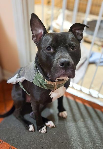 Meatloaf thumbnail 3