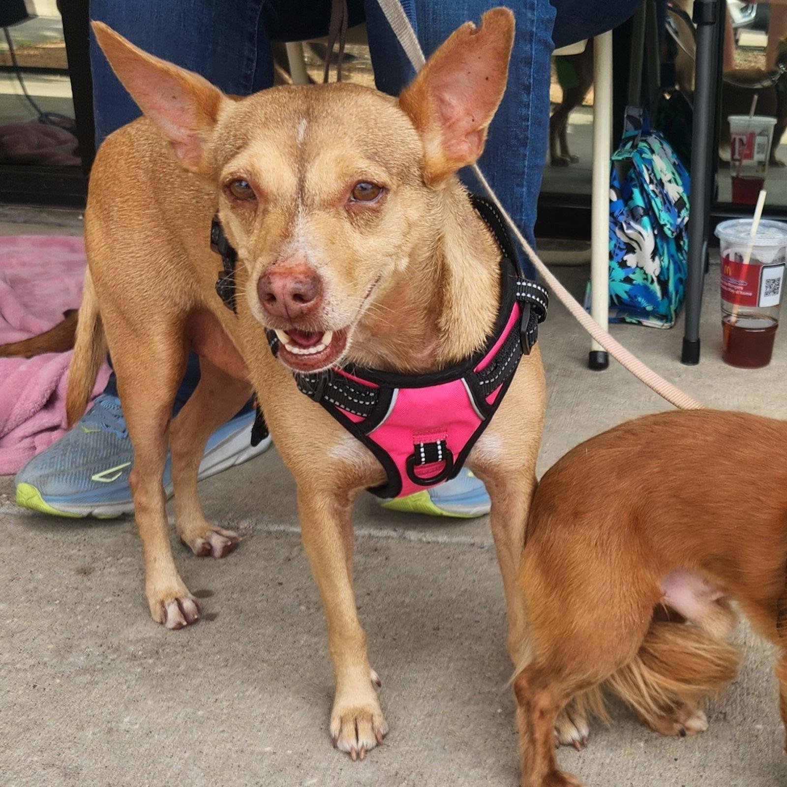 Heidi, Adoptable, Adult Female Mixed Breed.