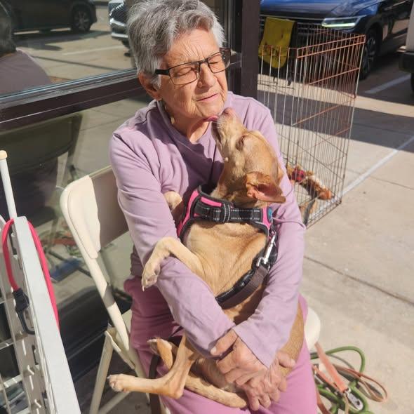 Enlarge Heidi, a Adoptable Mixed Breed in Dallas, TX image 2/3