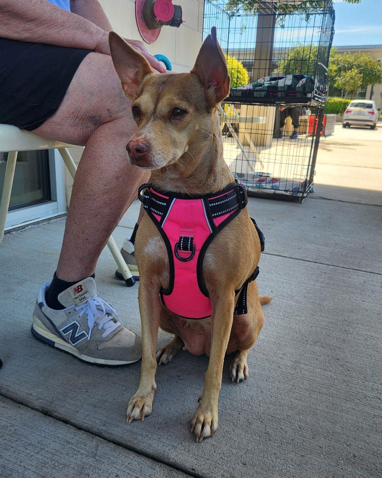 Enlarge Heidi, a Adoptable Mixed Breed in Dallas, TX image 3/3