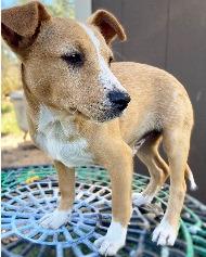 Chilly Willy, Adoptable, Puppy Male Smooth Fox Terrier & Australian Cattle Dog / Blue Heeler.