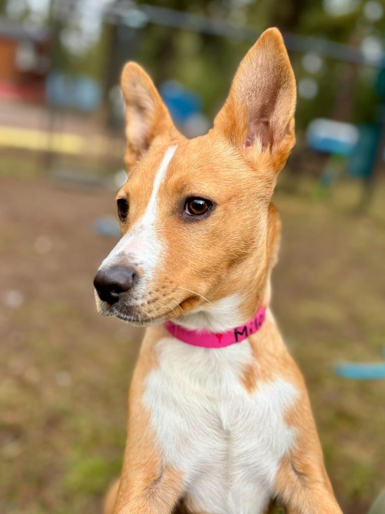 Enlarge Chilly Willy, a Adoptable mixed breed in Thompson Falls, MT image 3/6