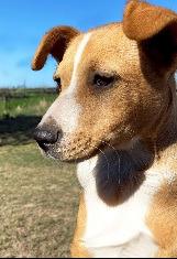 Enlarge Chilly Willy, a Adoptable mixed breed in Thompson Falls, MT image 4/6