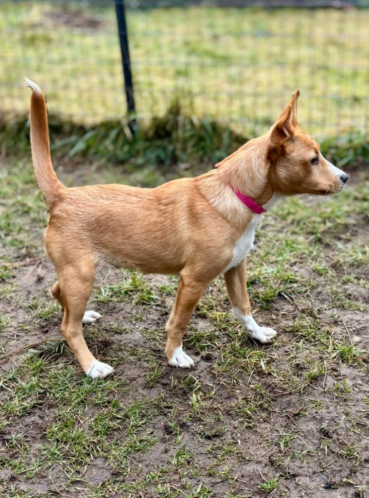 Enlarge Chilly Willy, a Adoptable mixed breed in Thompson Falls, MT image 6/6