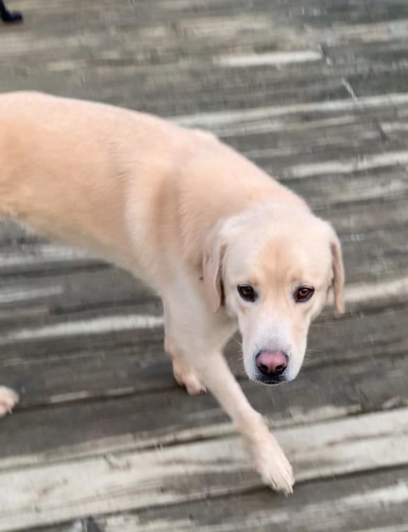 Jonas, a Adoptable mixed breed in Coatesville, PA image 1/2