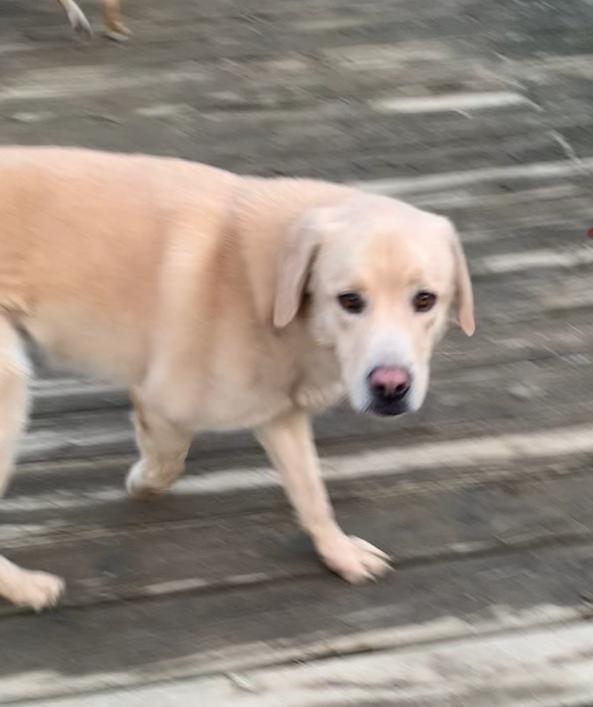 Jonas, a Adoptable mixed breed in Coatesville, PA image 2/2