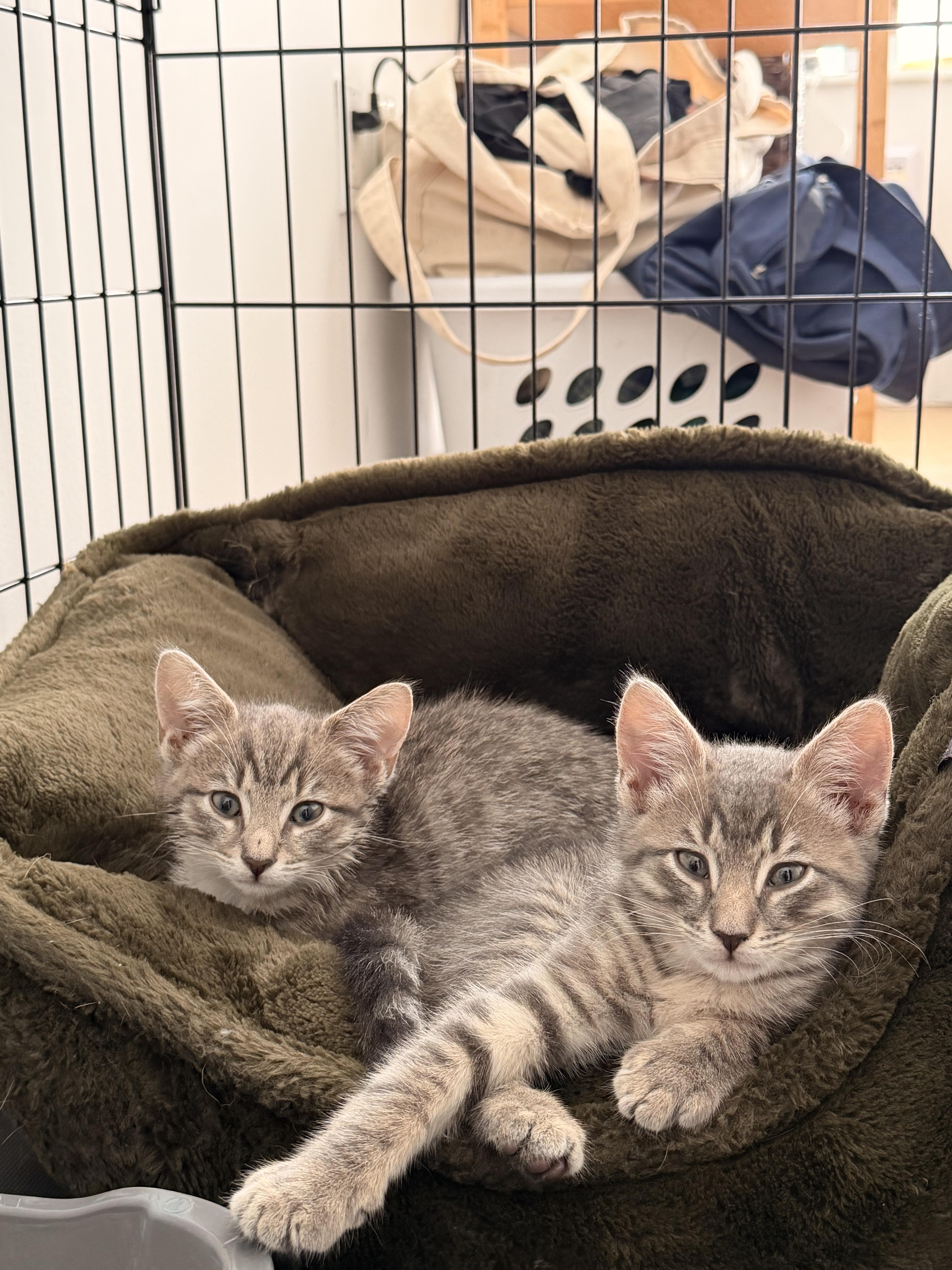 Enlarge Spud and Chip, a Adoptable Domestic Short Hair in Brooklyn, NY image 2/6