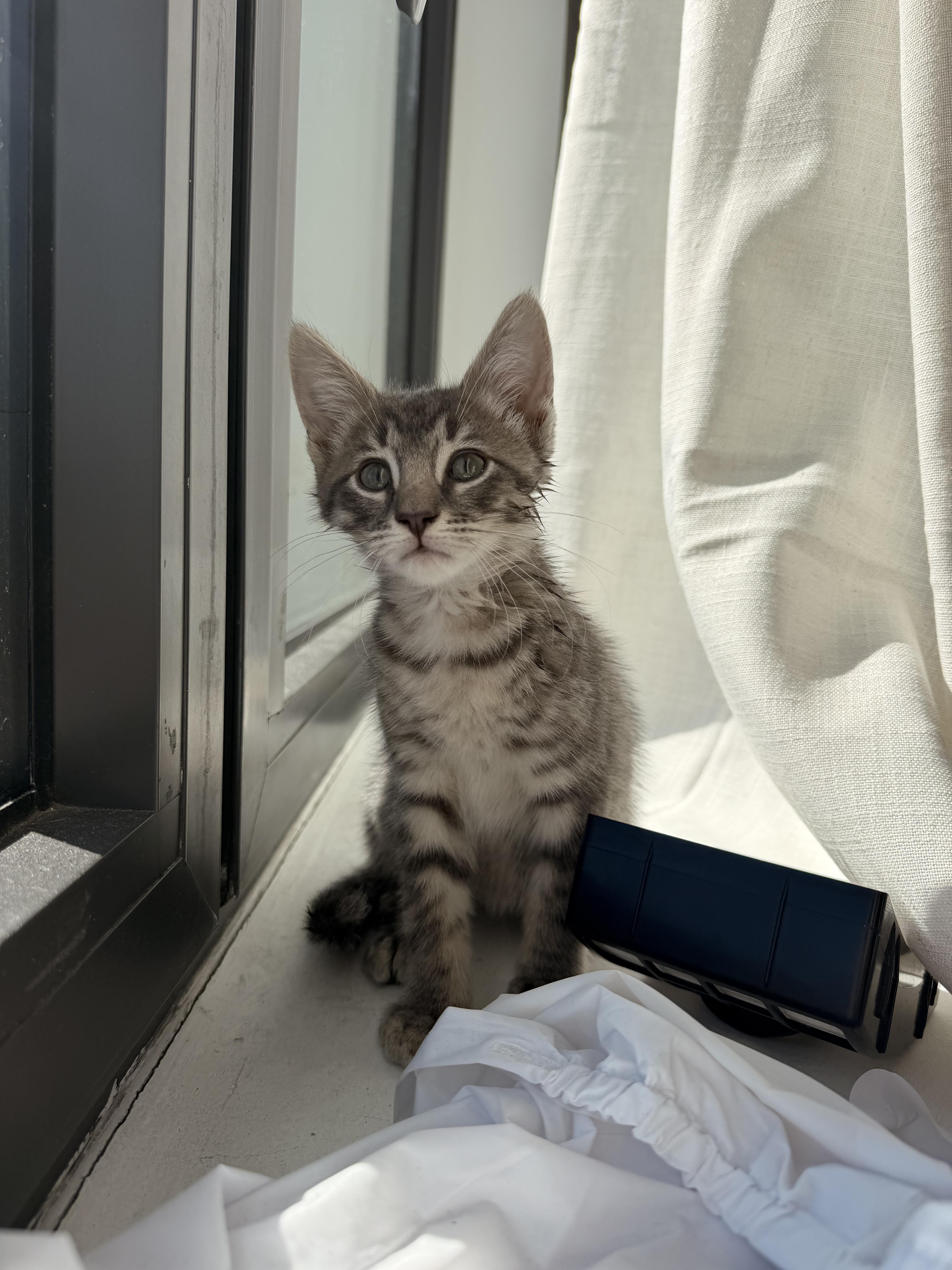 Enlarge Spud and Chip, a Adoptable Domestic Short Hair in Brooklyn, NY image 6/6