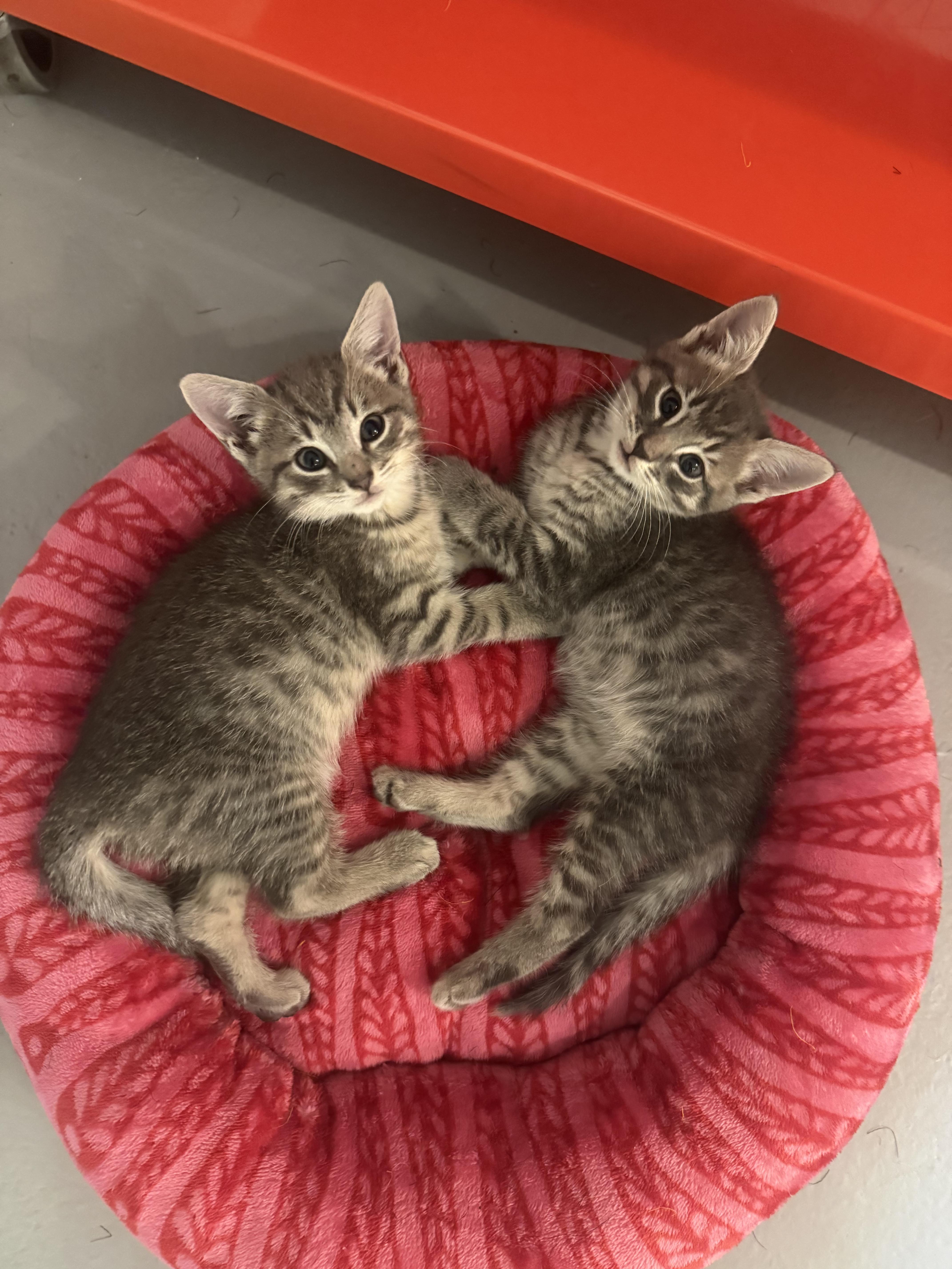Enlarge Spud and Chip, a Adoptable Domestic Short Hair in Brooklyn, NY image 1/6