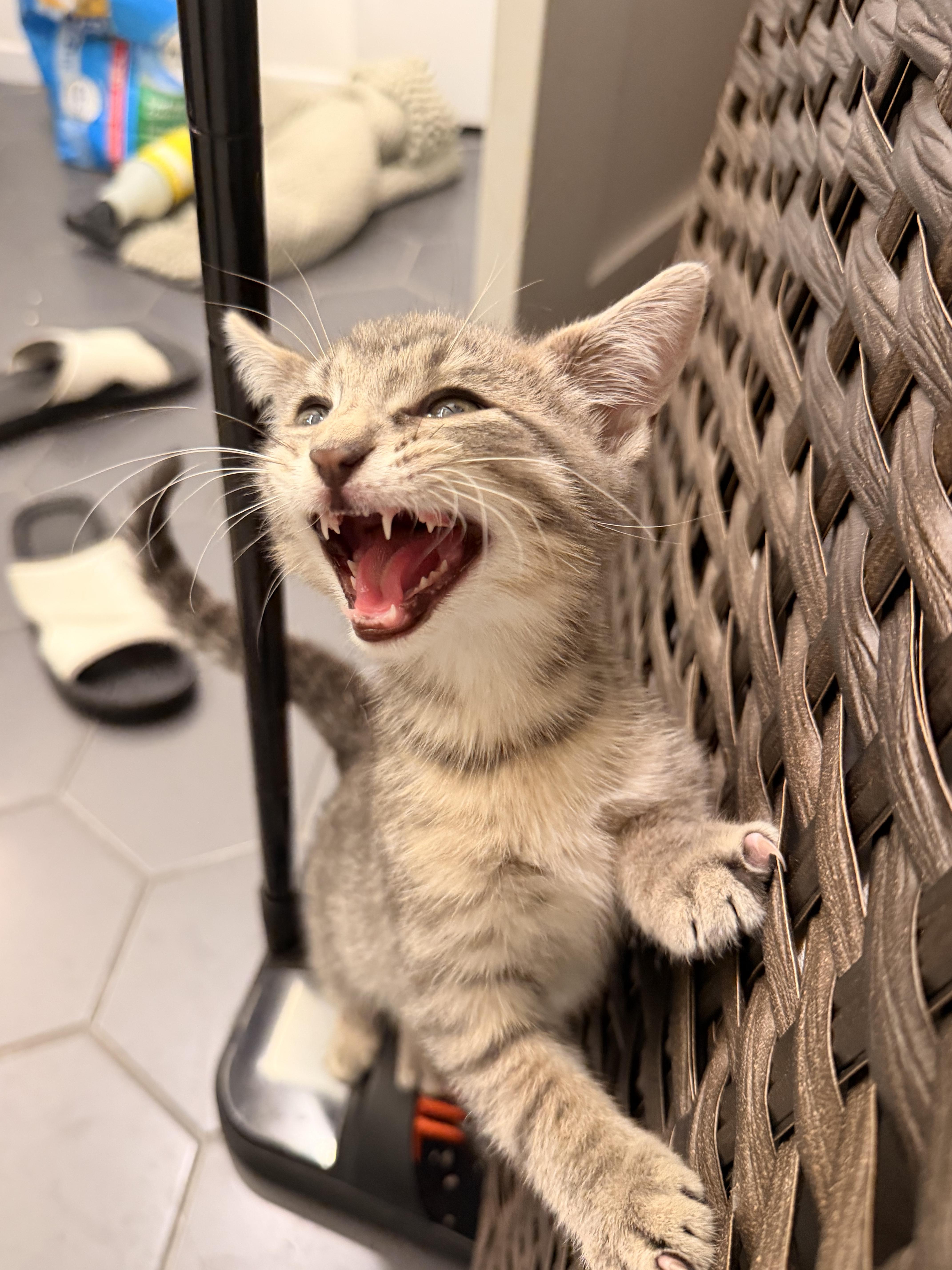 Enlarge Spud and Chip, a Adoptable Domestic Short Hair in Brooklyn, NY image 3/6