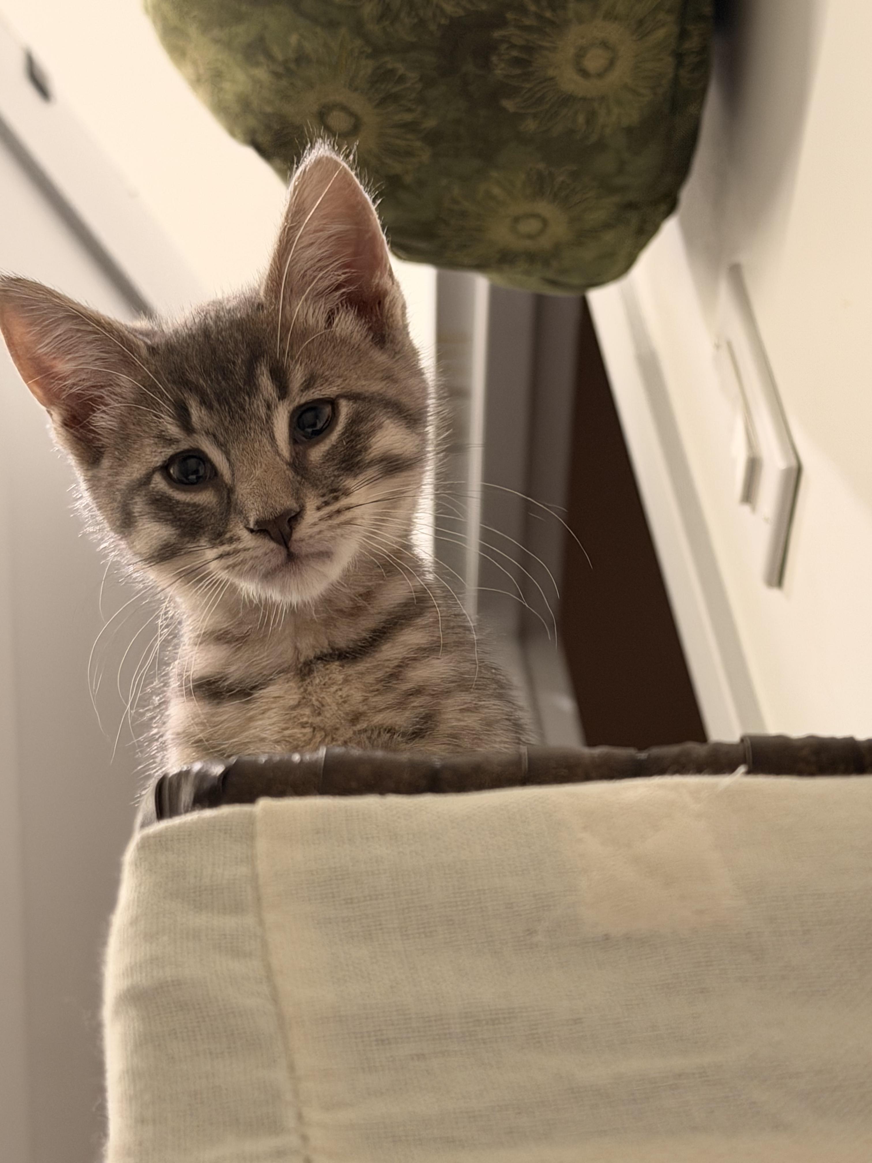 Enlarge Spud and Chip, a Adoptable Domestic Short Hair in Brooklyn, NY image 4/6