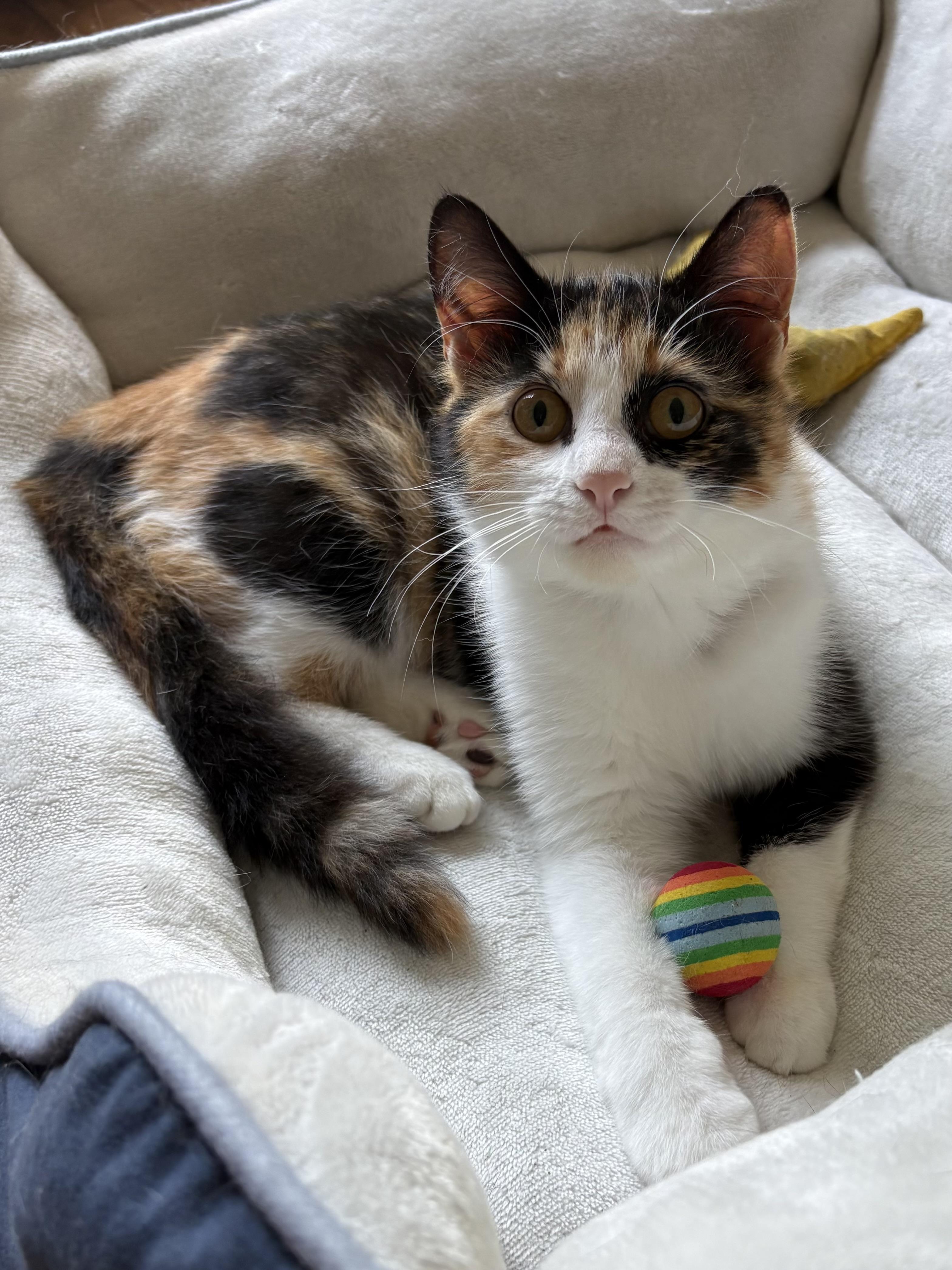 Enlarge Twix, a ADOPTABLE Calico in Big Rapids, MI image 2/3